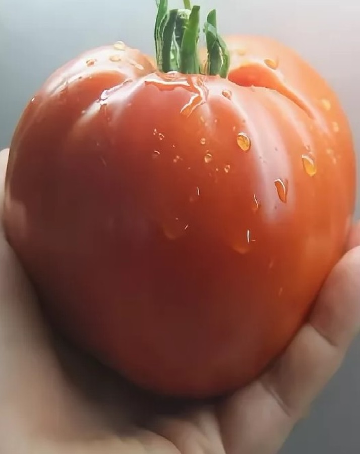 Томат Минусинский  Бычье Сердце