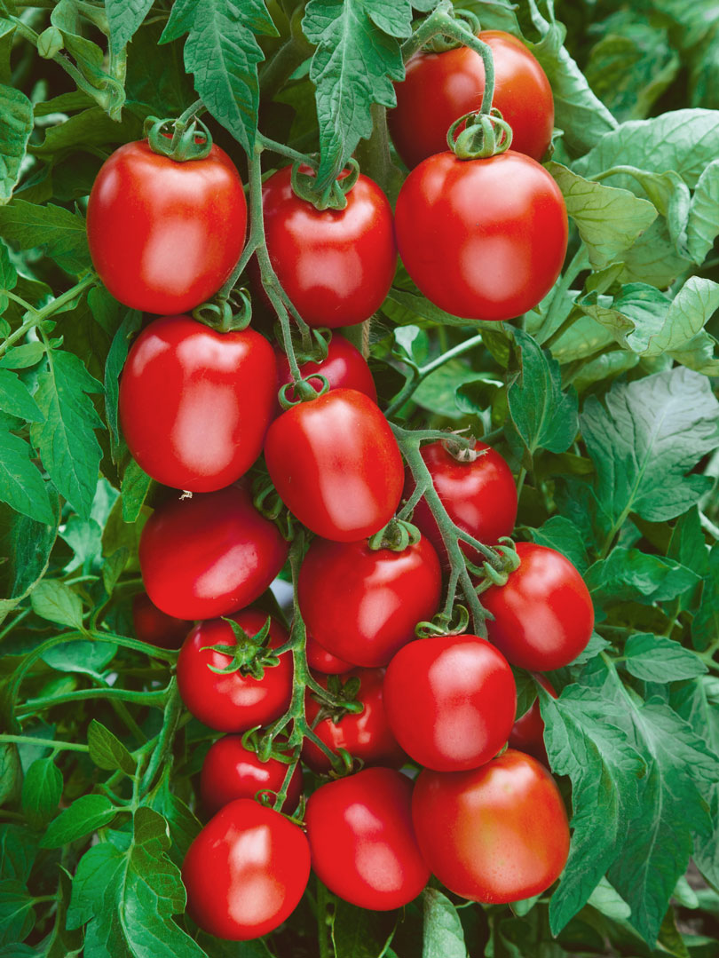 Томат Рио Гранде Оригинал, сортовой томат