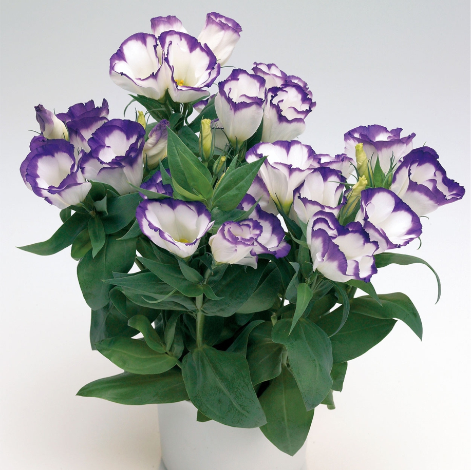 Эустома(Лизиантус) Carmen Blue Rim низкорослая