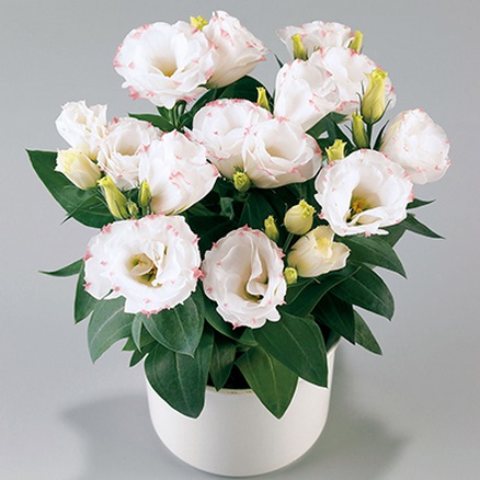 Эустома(Лизиантус) Rosie rose picotee низкорослая