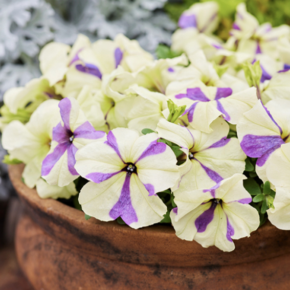 Петуния мультифлора Шейк Грейпберри F1 Новинка 2026 Shake F1 Grapeberry