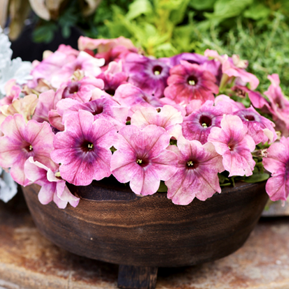 Петуния мультифлора Шейк Черриберри Shake Cherryberry. F1 Новинка 2026