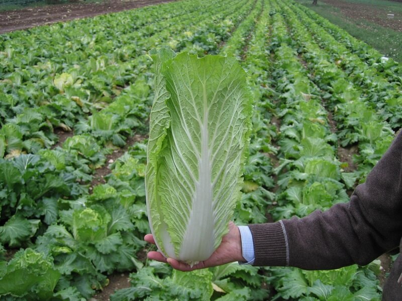 Капуста пекинская Таранко F1