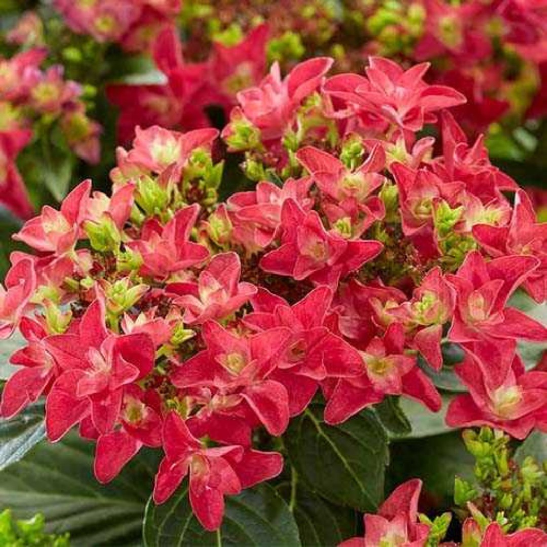 №41 Гортензия Фрэнси Хот Пинк крупнолистная (макрофила)