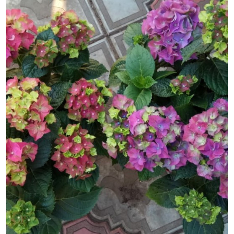 №21 Гортензия крупнолистная Mata Hari Rose