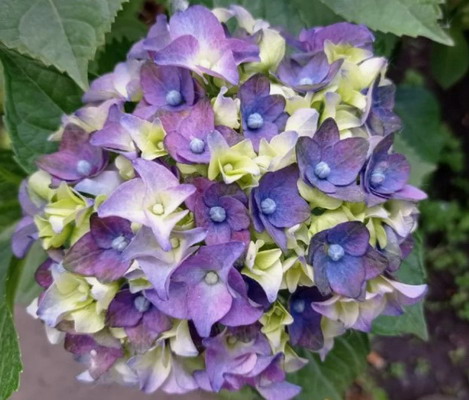 №2 Гортензия крупнолистная Mata Hari Blue and Green