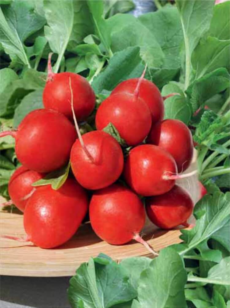 Редис Рудольф F1 скороспелый с красивыми плодами