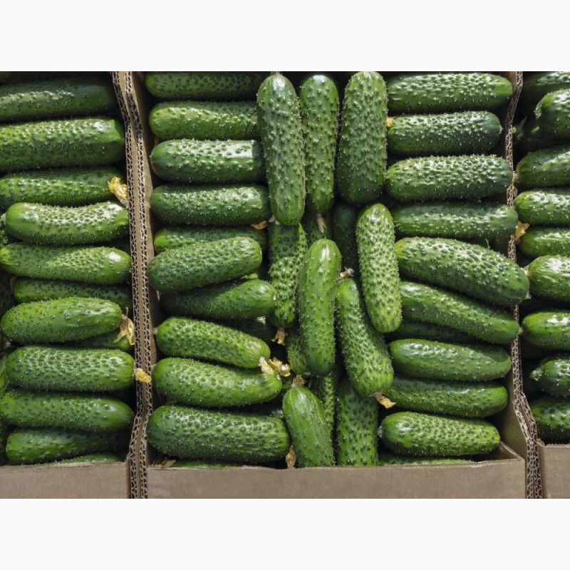 Огурец Ацтек F1 BEJO ZADEN