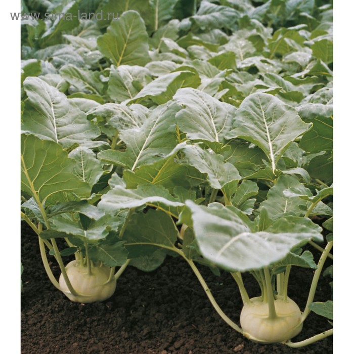 Капуста кольраби Корист F1