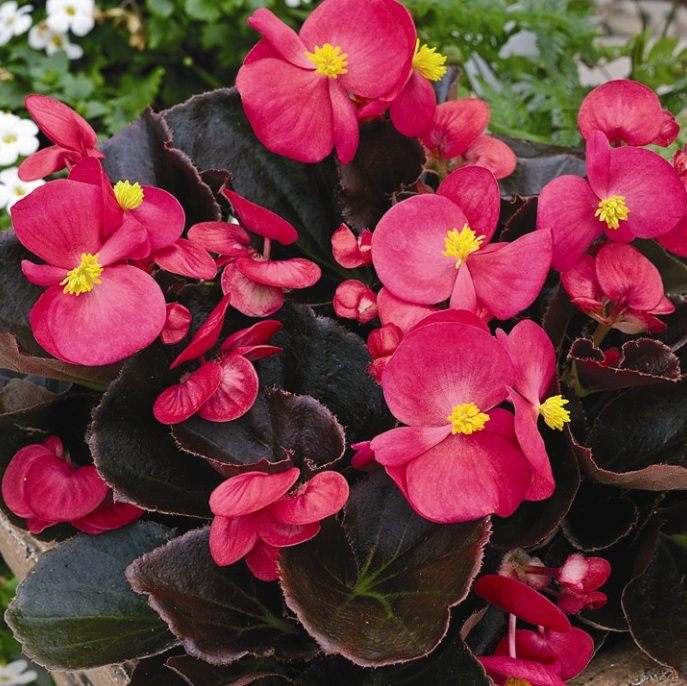 Бегония вечноцветущая  BADA BOOM Rose F1 бронзовая листва