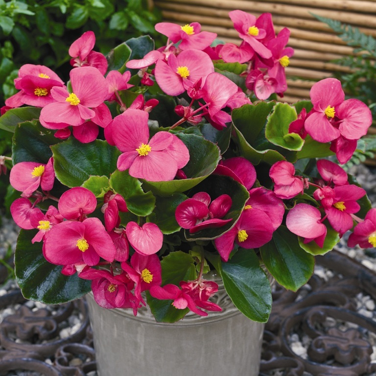 Бегония вечноцветущая  BADA BING ROSE F1