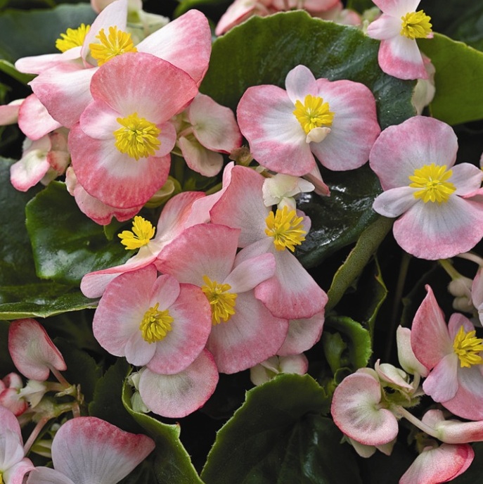 Бегония вечноцветущая  BADA BING ROSE BICOLOR F1