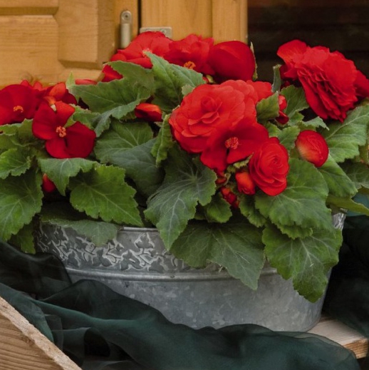 Бегония Nonstop Red клубневая махровая