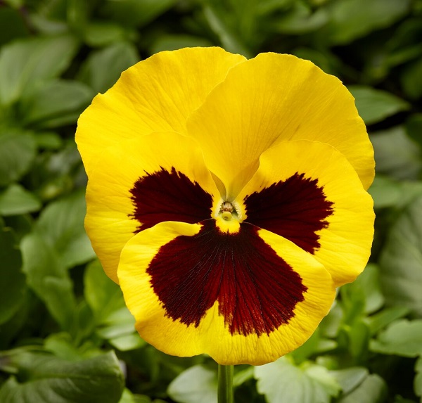 Виола крупноцветковая Селло F 1  Еллоу Виз Блотч