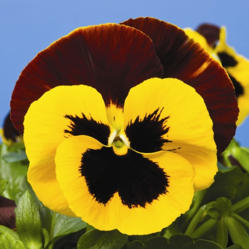 Виола крупноцветковая Селло F 1  Елоу Ред Винг