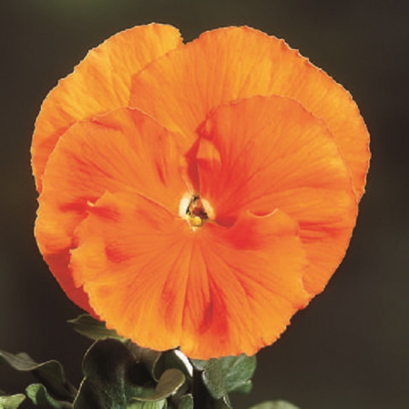 Виола крупноцветковая Селло F 1  Пьюр Дип Оранж