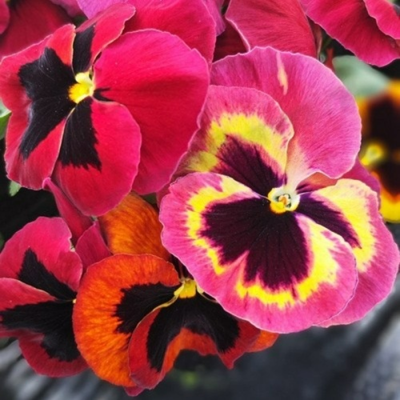 Виола крупноцветковая Селло F 1  Сангрия.  Новинка!