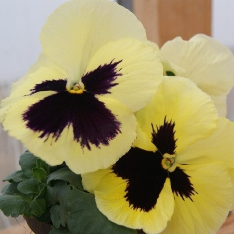 Виола крупноцветковая Экстрада F 1  Лемон Блотч