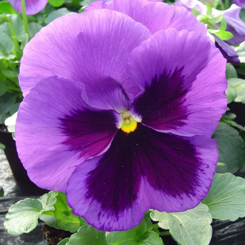 Виола крупноцветковая Экстрада F 1  Мид Блю