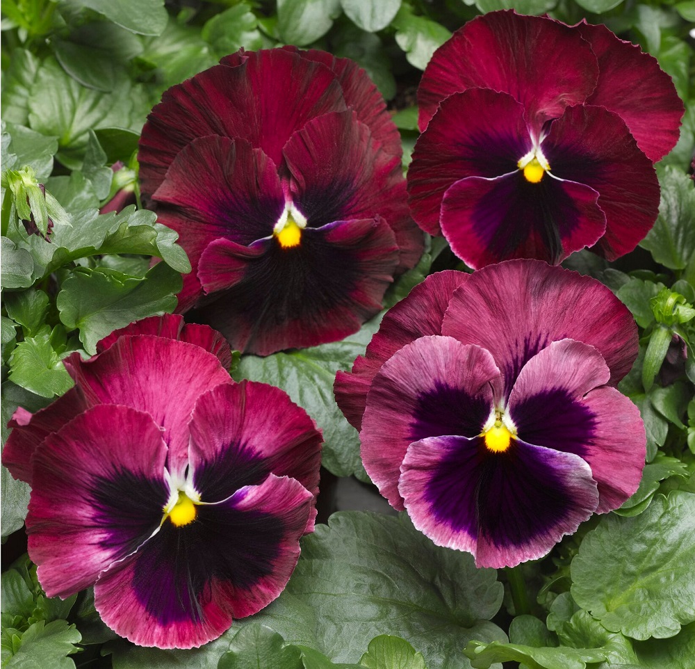 Виола крупноцветковая Колосус F1 Роуз виз Блотч