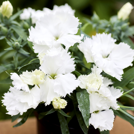 Гвоздика китайская F1 Divinity White. НОВИНКА!