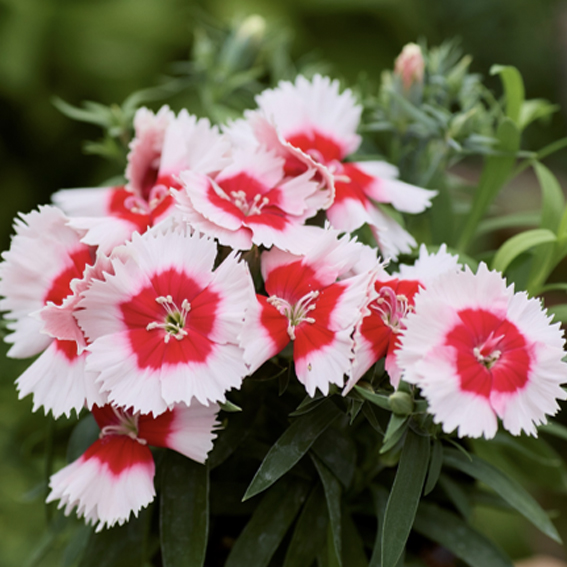 Гвоздика китайская F1 Divinity Red Centered White. НОВИНКА!