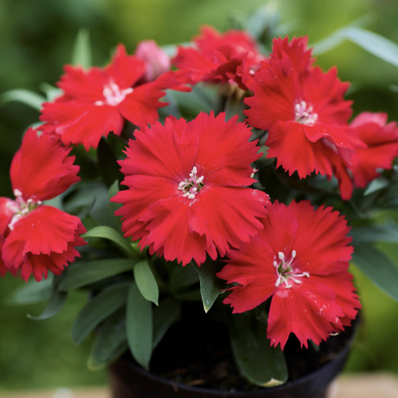 Гвоздика китайская F1 Divinity Scarlet. НОВИНКА!