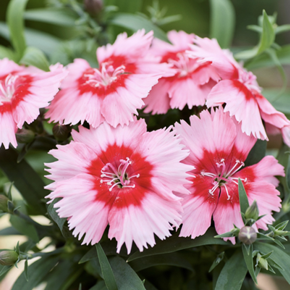 Гвоздика китайская F1 Divinity Scarlet Picotee НОВИНКА!