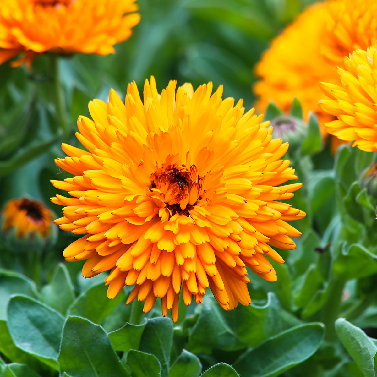 Календула Калексис Оранж Van Hemert