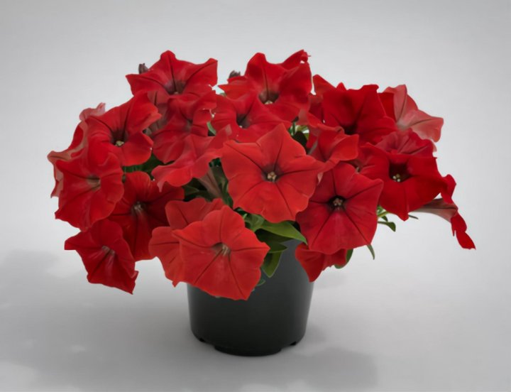 Петуния многоцветковая BOOM! HD Red. НОВИНКА!