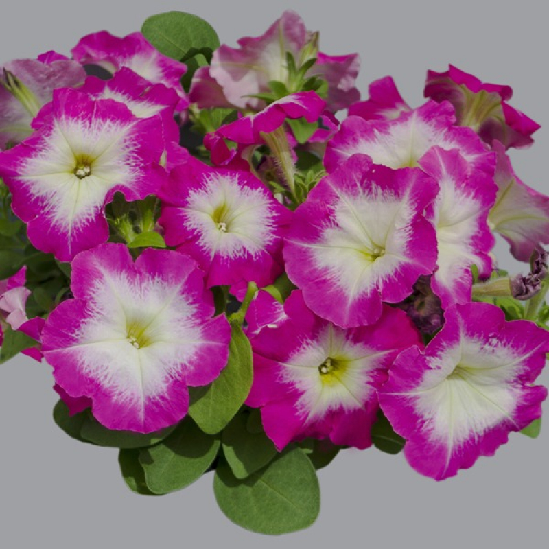 Петуния многоцветковая BOOM! HD Rose Morn. НОВИНКА!