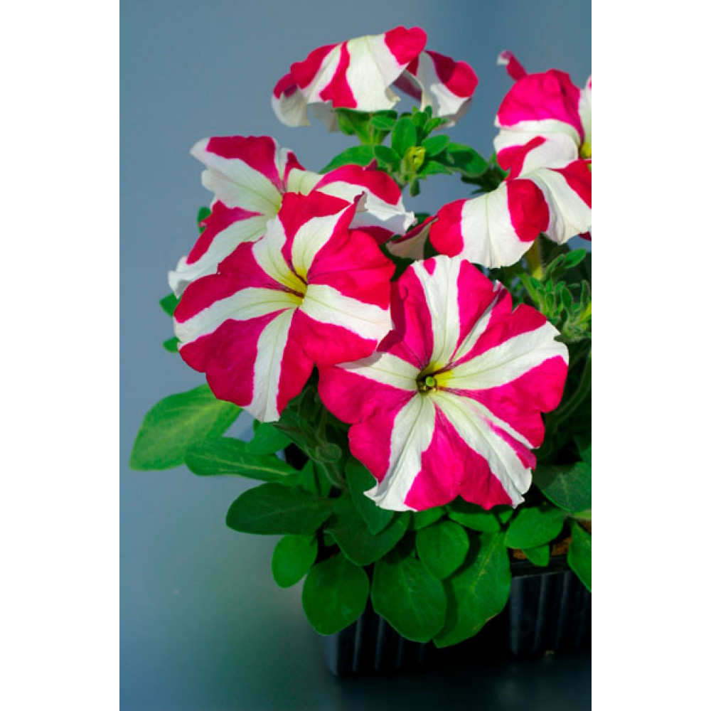 Петуния многоцветковая BOOM! HD Rose Star. НОВИНКА!