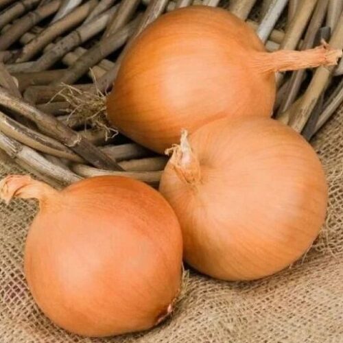 МАНАС F1 семена лука репчатого BEJO ZADEN