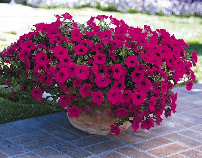 Петуния ампельная Wave Purple Classic F1 Вэйв  Парпл Классик