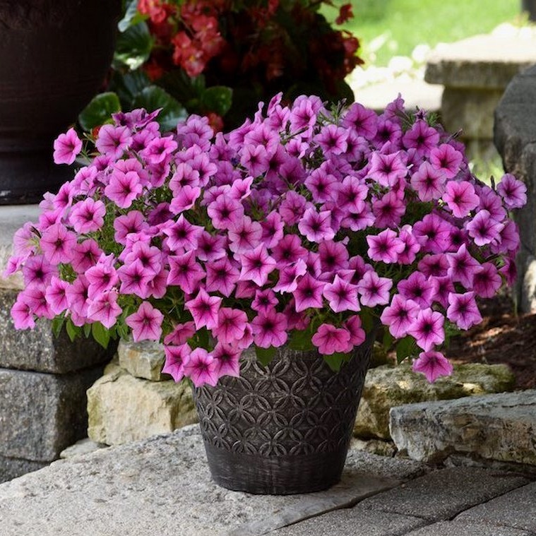 Петуния ампельная Изи Вэйв Rose Fusion F1 (Роуз Фьюжн)