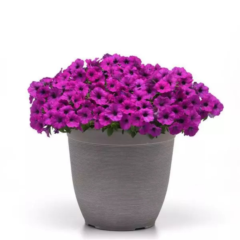 Петуния ампельная  Шок Вэйв Violet  (Виолет). Новинка