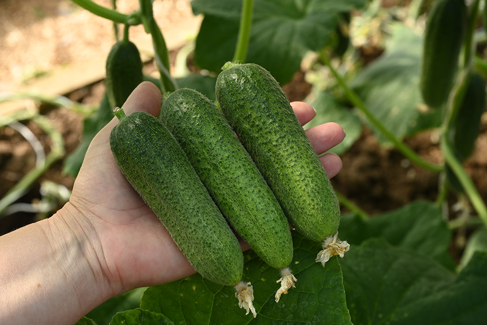 Огурец Атос F1 пучковый и ранний. Новинка