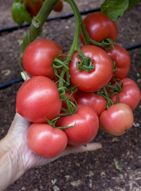 Томат Розовый носик F1