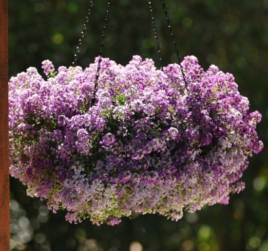 Алиссум Клеа Кристал Лавандер Шейдес (Lavander Shades) Мультидраже