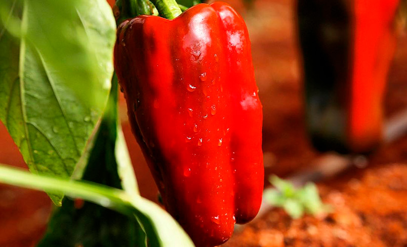 Помпео  F1 перец сладкий NUNHEMS, ГОЛЛАНДИЯ