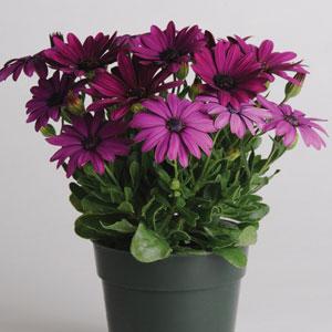 Остеоспермум Акилла Парпл