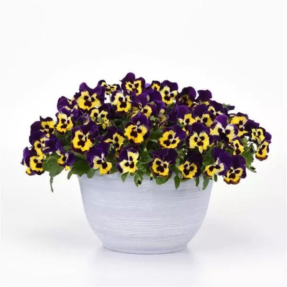 Виола ампельная Top Wave Purple Sunburst. НОВИНКА!