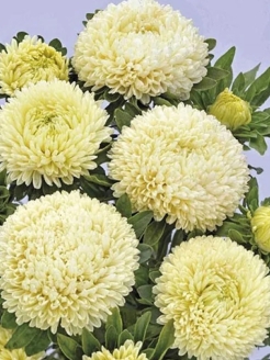 Астра густомахровая  Balloon Yellow