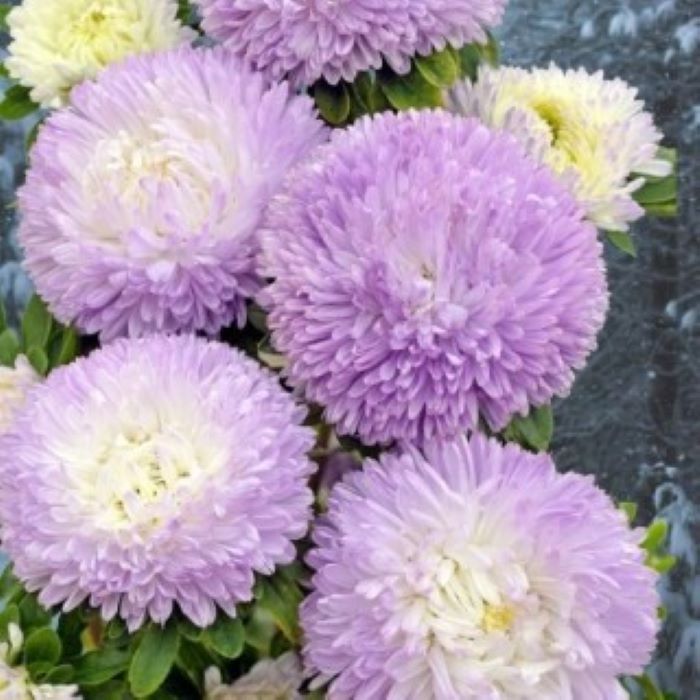 Астра густомахровая  Balloon Silver blue