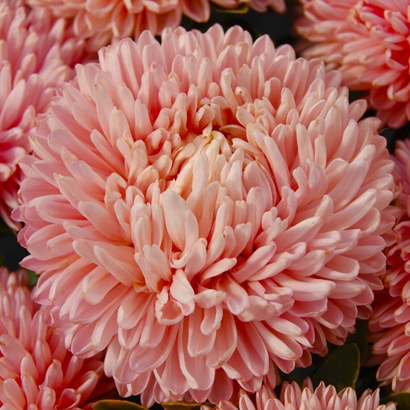 Астра густомахровая  Balloon Chamois Шамоа