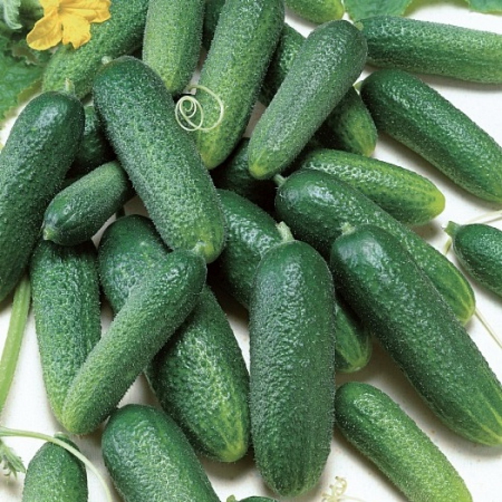 Огурец Маэстоза F1 F1 мелкобугорчатый корнишон RIJK ZWAAN, ГОЛЛАНДИЯ