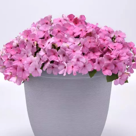 Бальзамин Уоллера Beacon Light Pink. НОВИНКА!