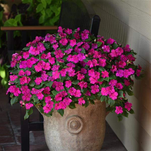 Бальзамин Уоллера Beacon Violet Shades