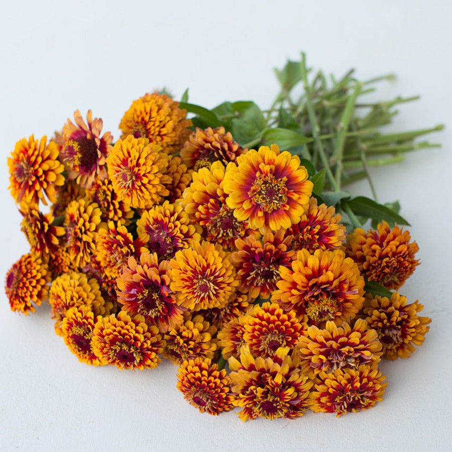 Цинния изящная Макарения Van Hemert