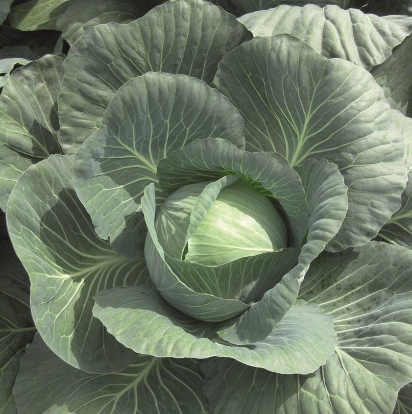 Капуста белокочанная Юбилей F1 Новинка
